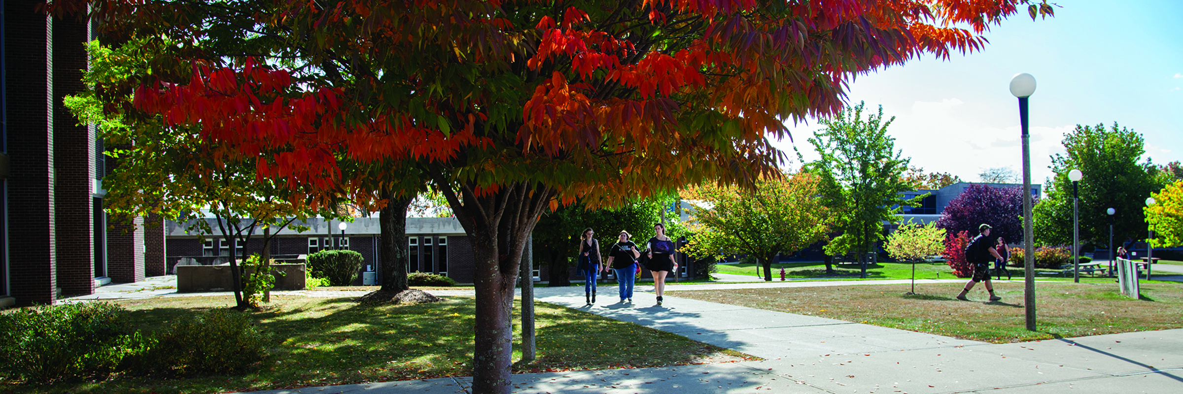 students on campus outside in fall with bright tree